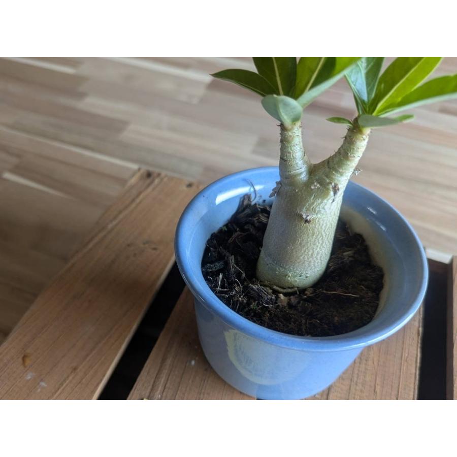 契約農家直送商品】 塊根植物 アデニウム アラビカム ドワーフ