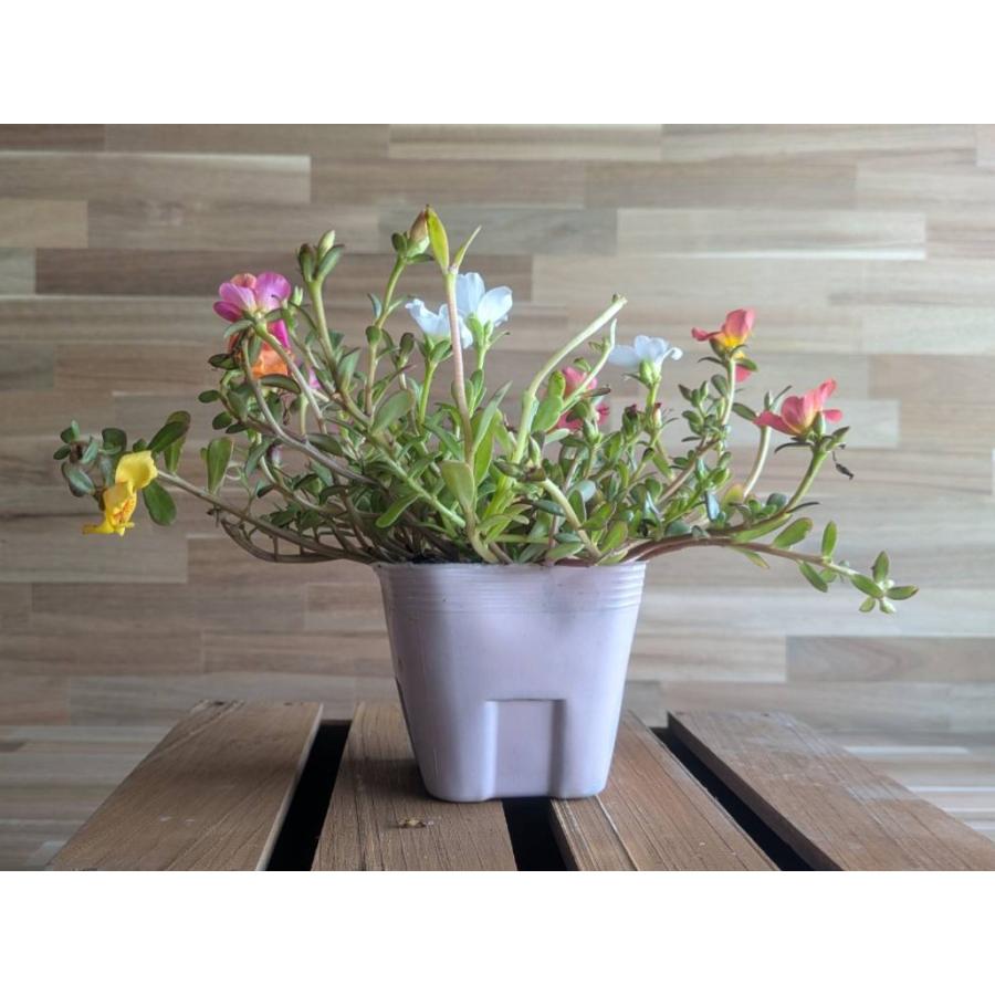 契約農家直送商品】 ポーチュラカ イルミネーション MIX植え