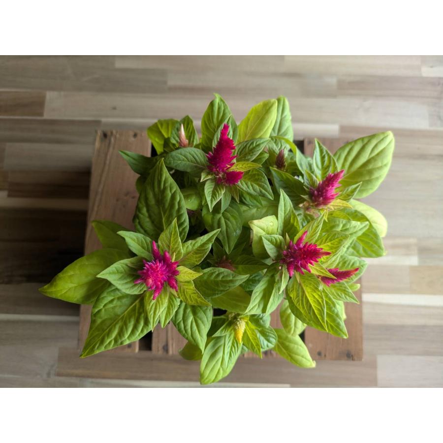 契約農家直送商品】 ケイトウ アイスクリーム MIX植え 花色アソート