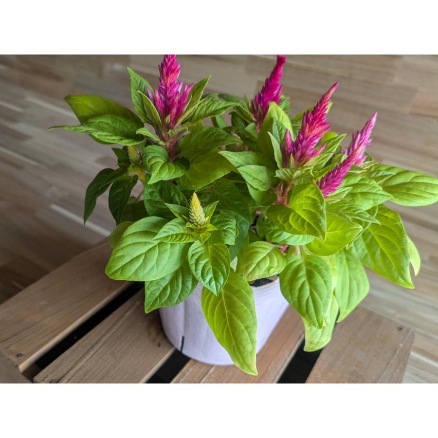 契約農家直送商品】 ケイトウ アイスクリーム MIX植え 花色アソート