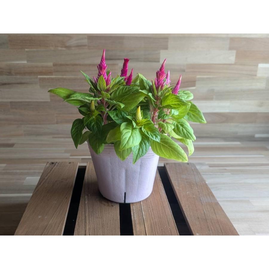 契約農家直送商品】 ケイトウ アイスクリーム MIX植え 花色アソート
