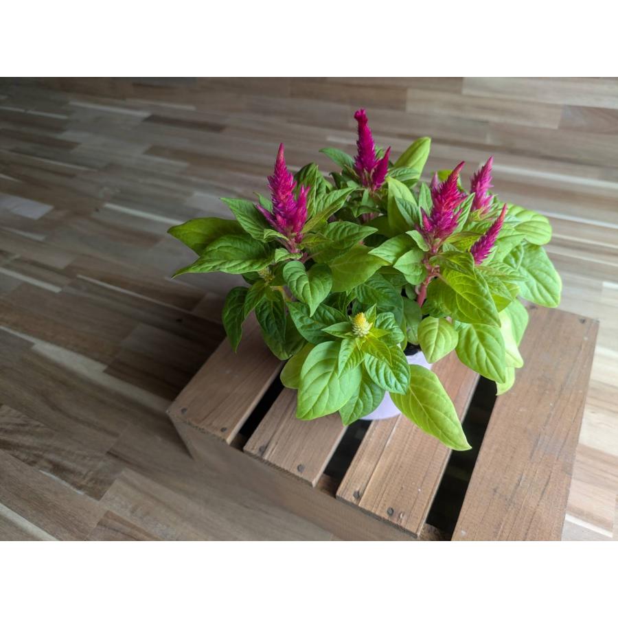 契約農家直送商品】 ケイトウ アイスクリーム MIX植え 花色アソート