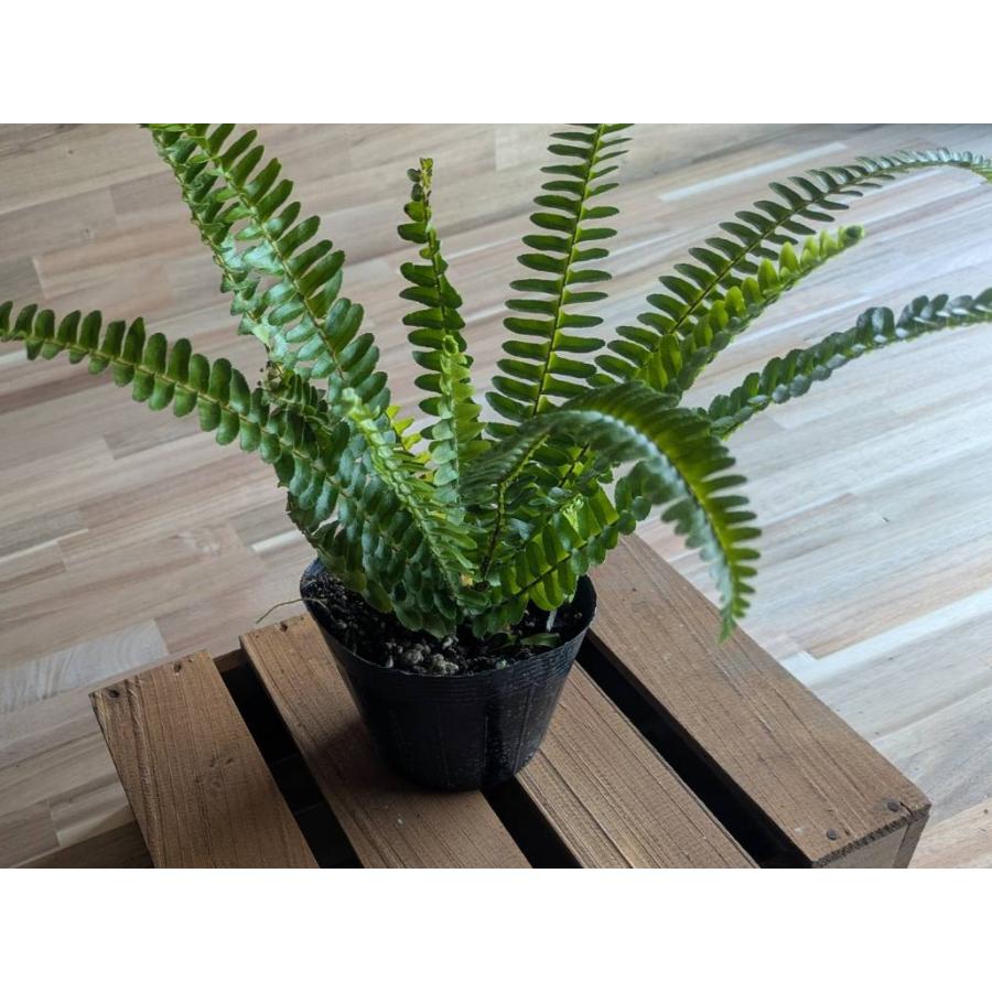 契約農家直送商品】 シダ タマシダ 3.5号ポット苗 【3株販売】 観葉