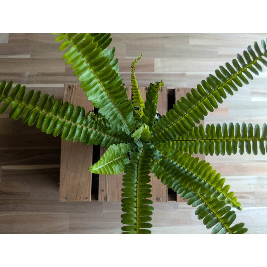 契約農家直送商品】 シダ タマシダ 3.5号ポット苗 【3株販売】 観葉