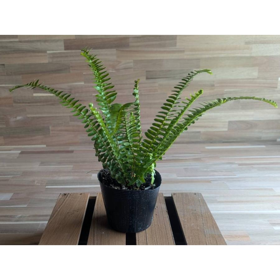 契約農家直送商品】 シダ タマシダ 3.5号ポット苗 【3株販売】 観葉