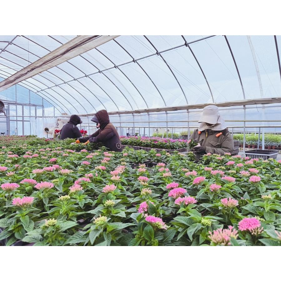 契約農家直送商品】 シダ タマシダ 3.5号ポット苗 【3株販売】 観葉