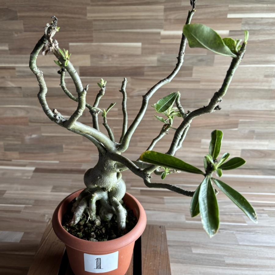 契約農家直送商品】【現品1】 塊根植物 アデニウム オペスム 5号鉢