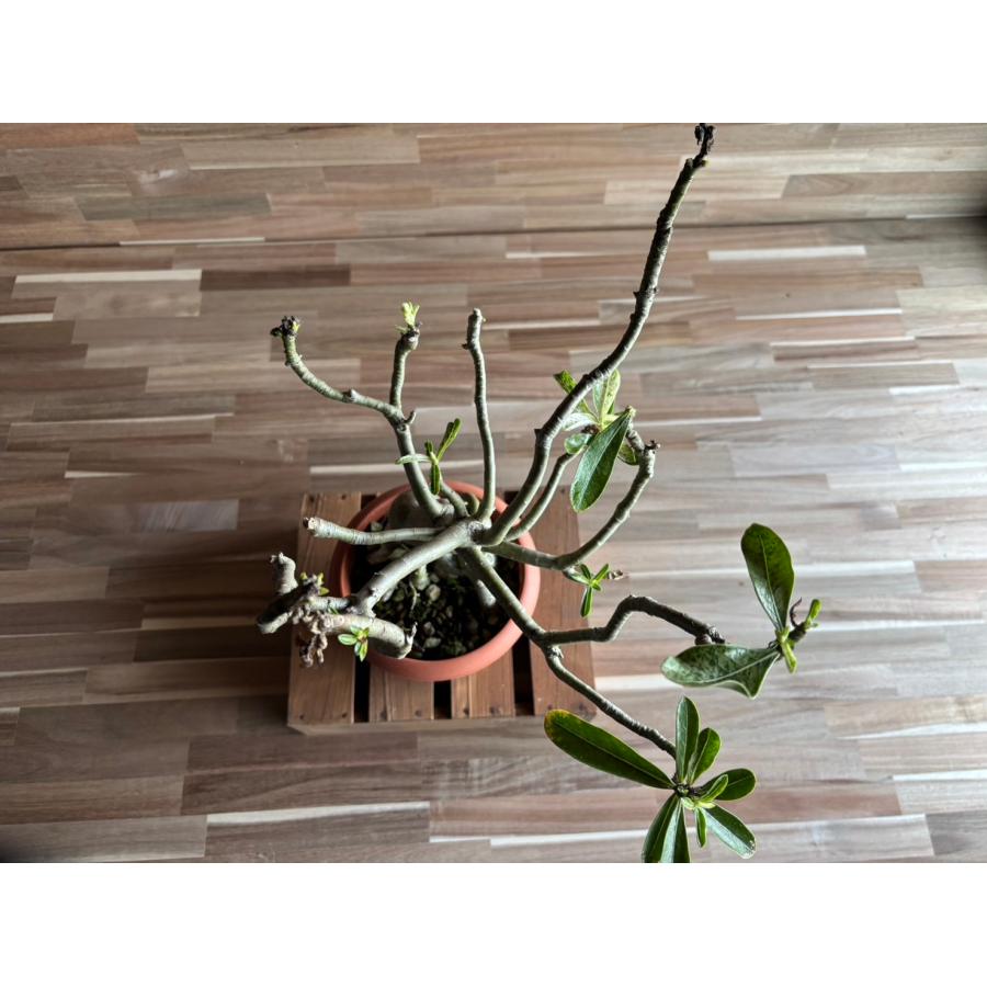 契約農家直送商品】【現品1】 塊根植物 アデニウム オペスム 5号鉢