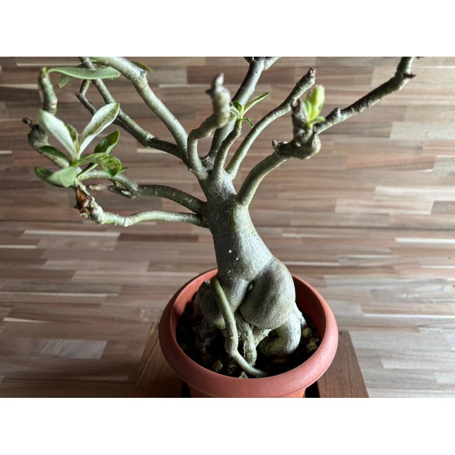 契約農家直送商品】【現品1】 塊根植物 アデニウム オペスム 5号鉢