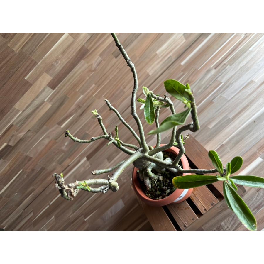 契約農家直送商品】【現品1】 塊根植物 アデニウム オペスム 5号鉢