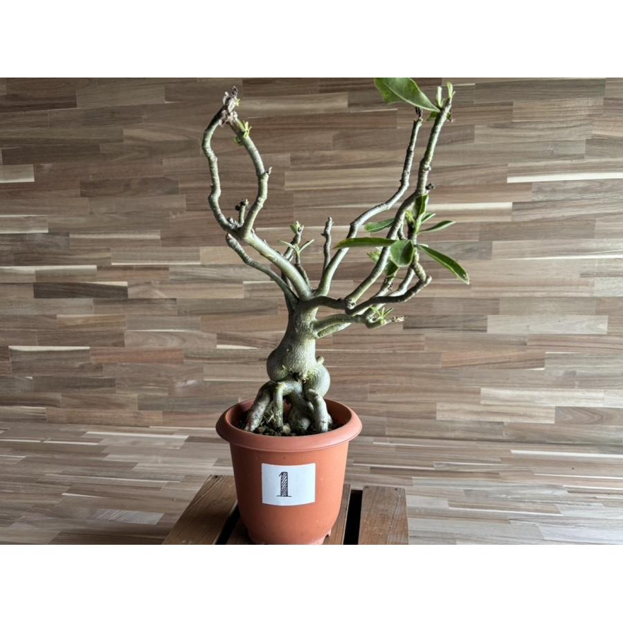 契約農家直送商品】【現品1】 塊根植物 アデニウム オペスム 5号鉢