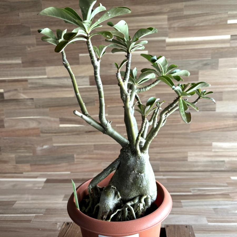 契約農家直送商品】【現品2】 塊根植物 アデニウム オペスム 5号鉢