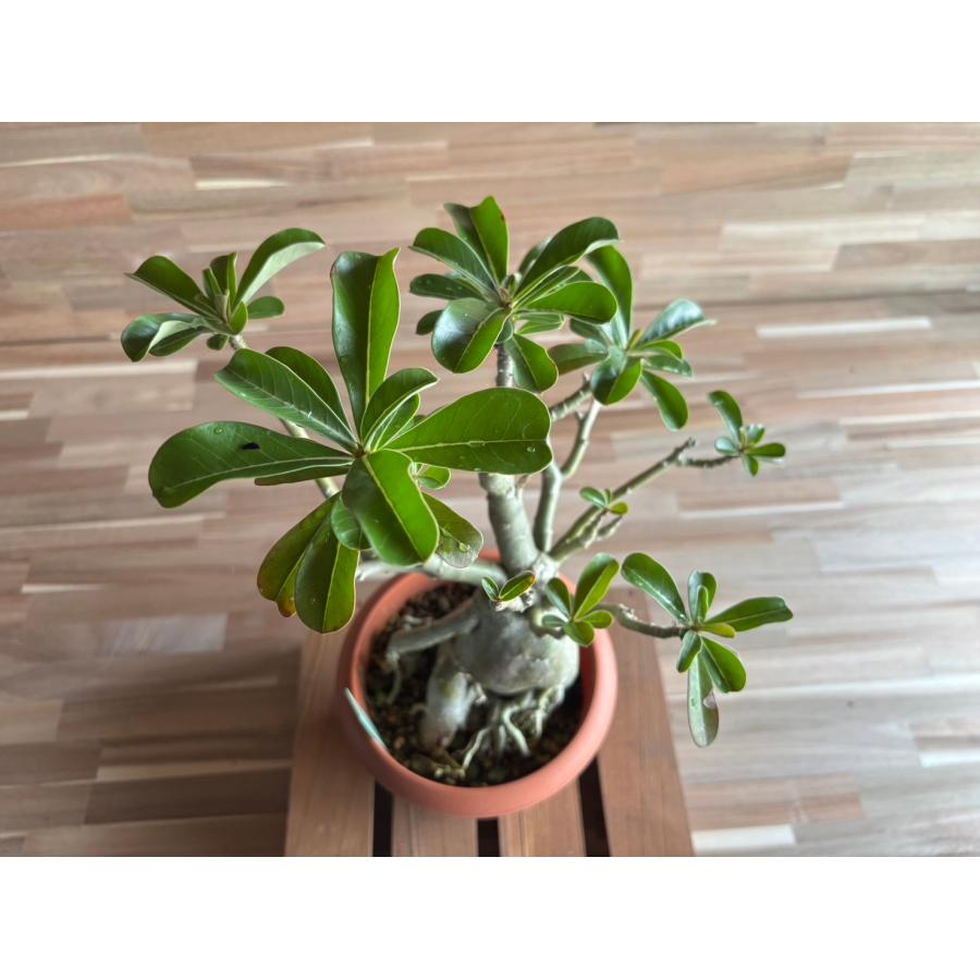 契約農家直送商品】【現品2】 塊根植物 アデニウム オペスム 5号鉢