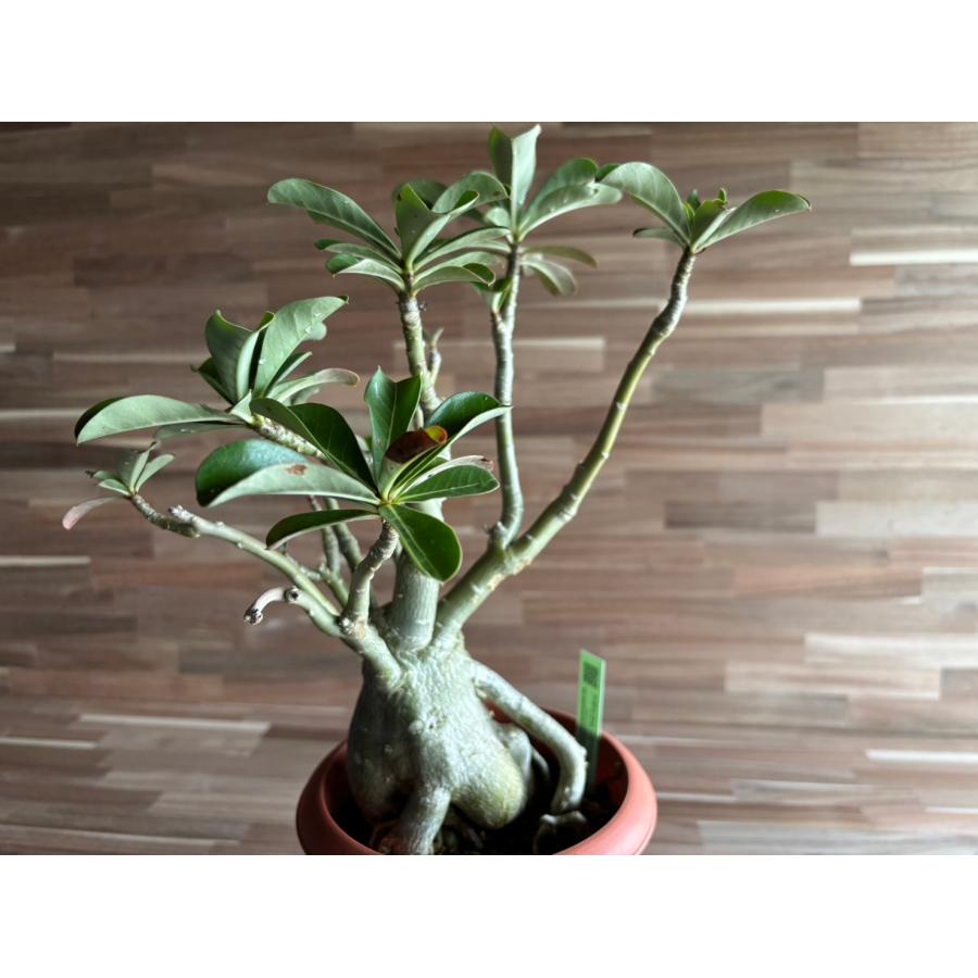 契約農家直送商品】【現品2】 塊根植物 アデニウム オペスム 5号鉢