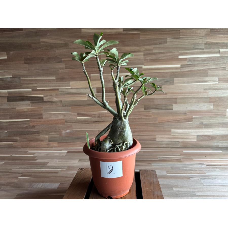 契約農家直送商品】【現品2】 塊根植物 アデニウム オペスム 5号鉢