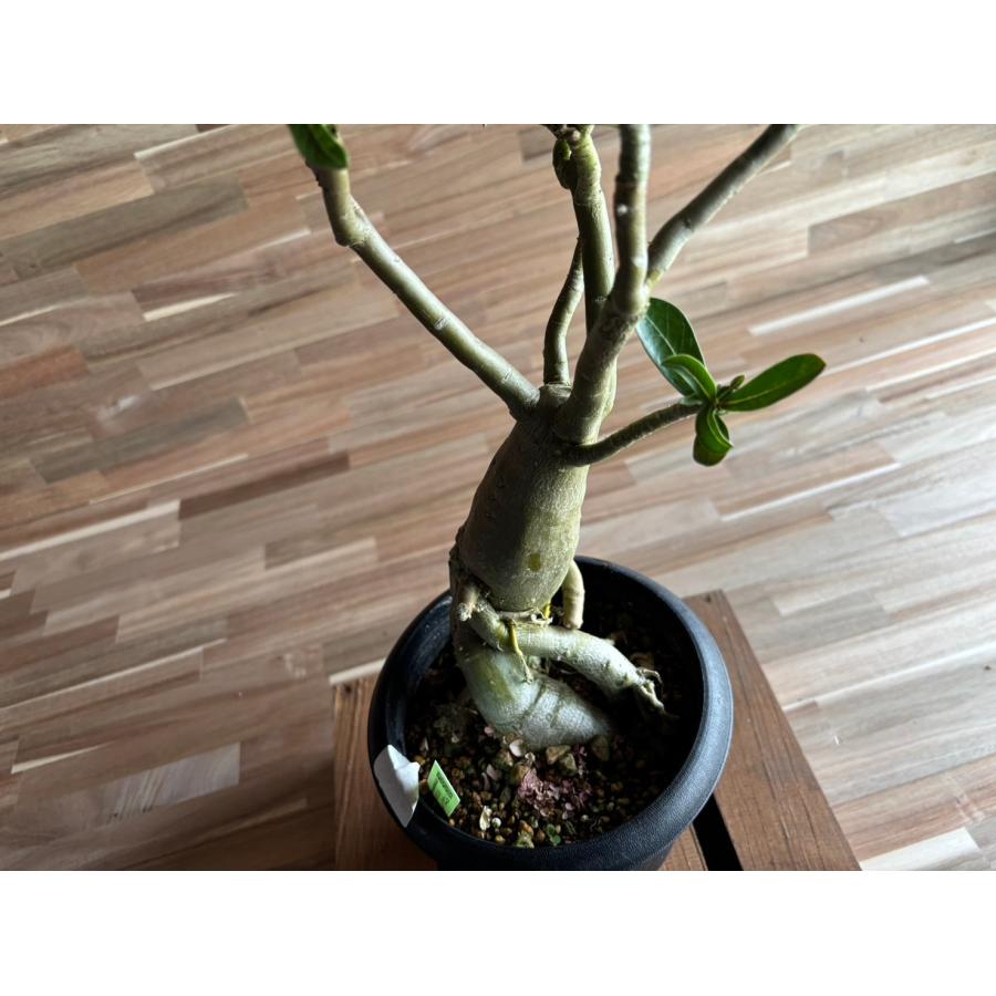 契約農家直送商品】【現品3】 塊根植物 アデニウム オペスム 5号鉢