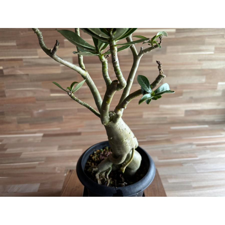 契約農家直送商品】【現品3】 塊根植物 アデニウム オペスム 5号鉢