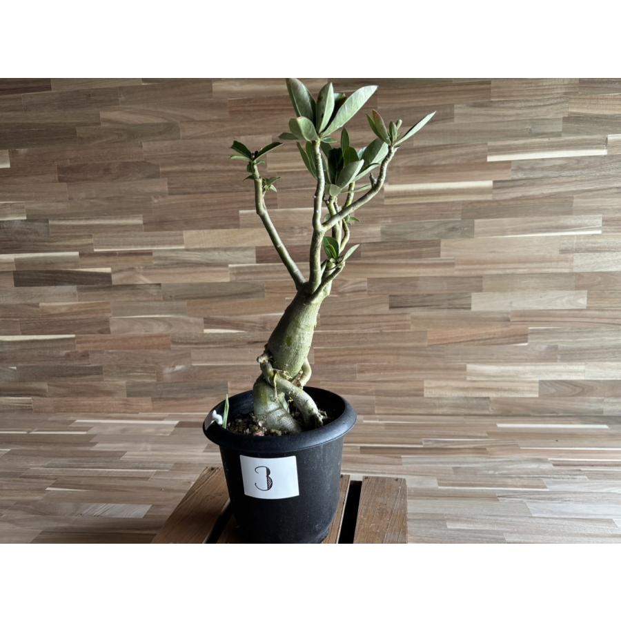 契約農家直送商品】【現品3】 塊根植物 アデニウム オペスム 5号鉢