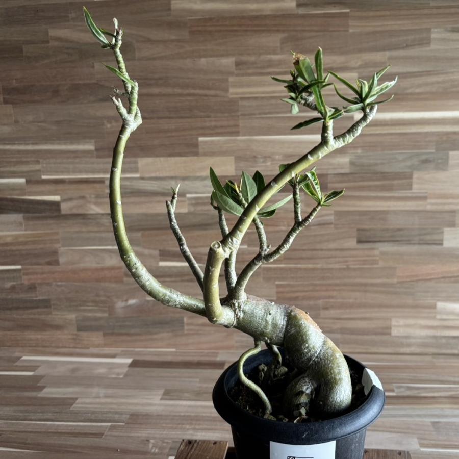 アデニウム　オベスム　観葉植物　塊根植物　多肉植物　ビザールプランツ　レアプランツ　ガーデニング　植物　グリーン　趣味　盆栽　葉　花　庭　草　インテリア　おしゃれ　飾り　園芸　 契約農家直送商品】【現品5】 塊根植物 アデニウム オペスム 5号鉢
