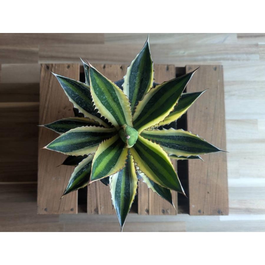 契約農家直送商品】 斑入り アガベ 五色万代 ゴシキバンダイ 4号ポット