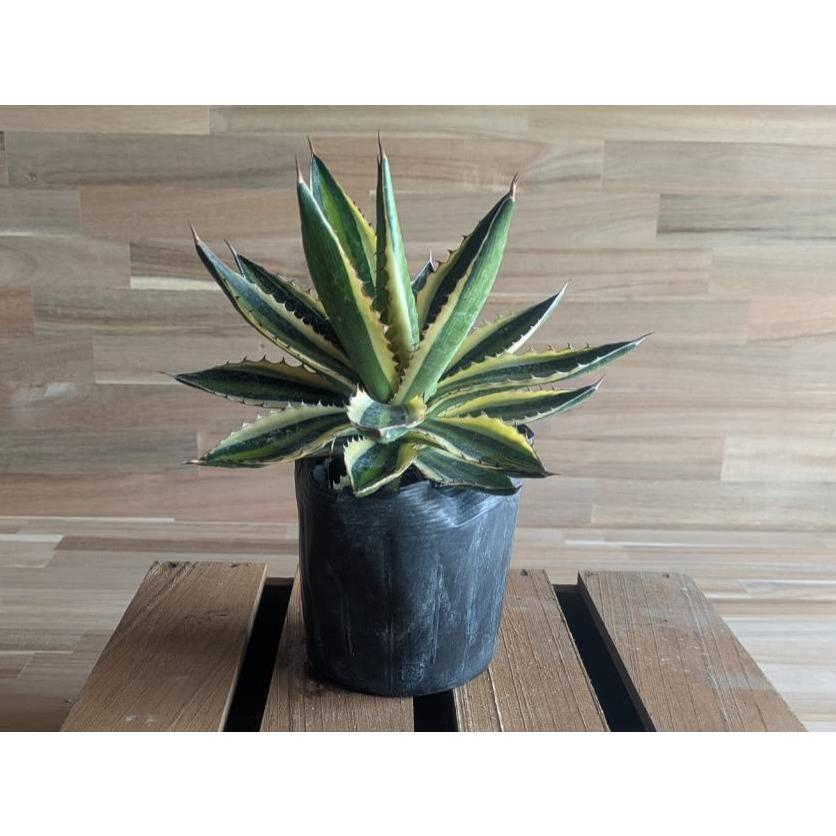 契約農家直送商品】 斑入り アガベ 五色万代 ゴシキバンダイ 4号ポット