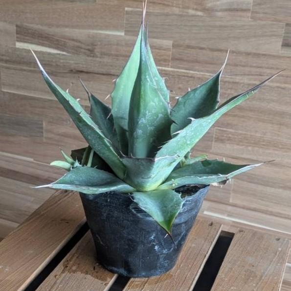 契約農家直送商品】 アガベ パラサナ 4号ポット苗 多肉植物 鉢植え 地