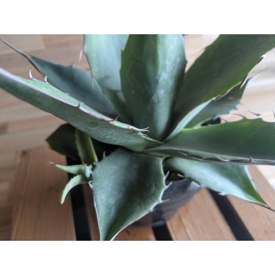 契約農家直送商品】 アガベ パラサナ 4号ポット苗 多肉植物 鉢植え 地