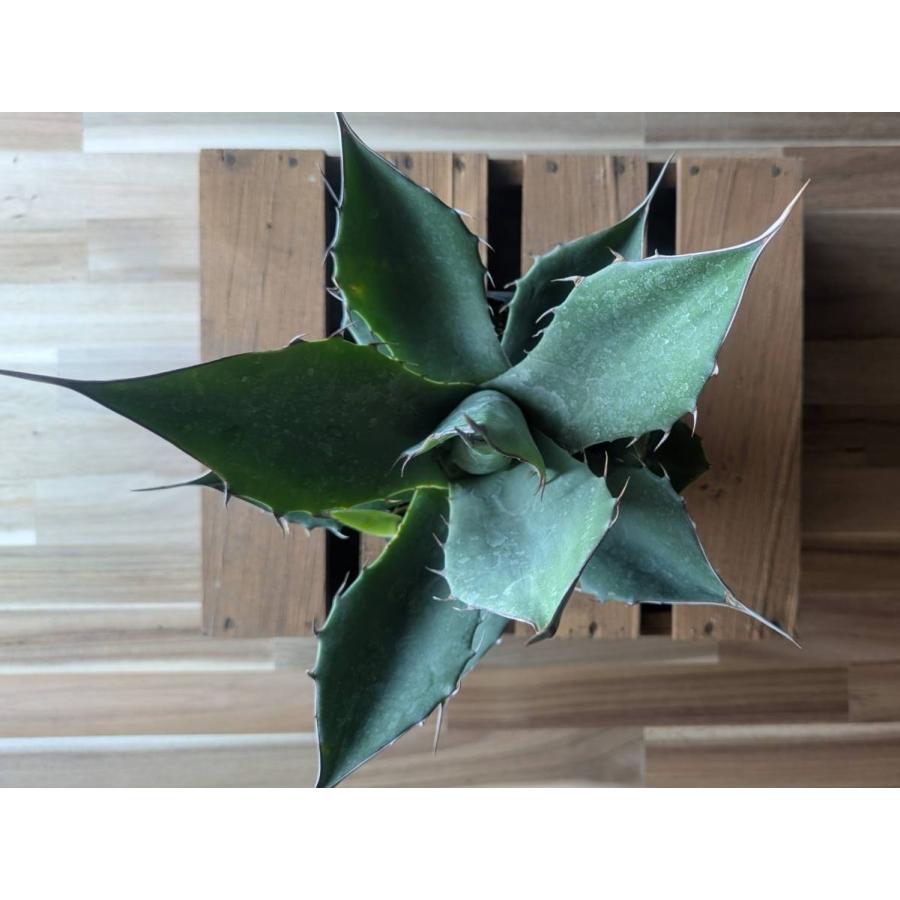 契約農家直送商品】 アガベ パラサナ 4号ポット苗 多肉植物 鉢植え 地