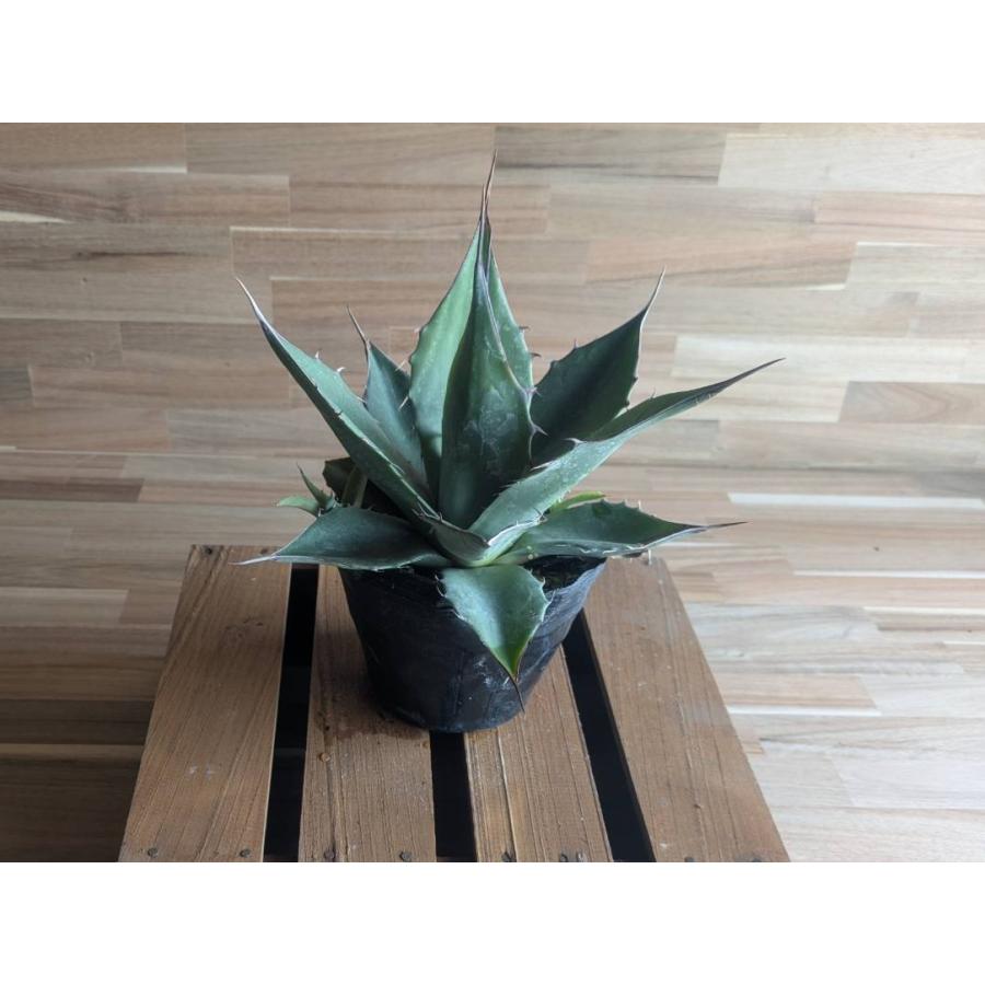 契約農家直送商品】 アガベ パラサナ 4号ポット苗 多肉植物 鉢植え 地