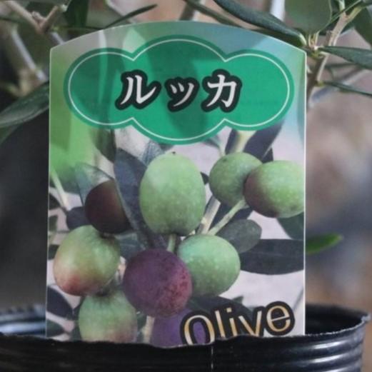 オリーブ ルッカ 3 5号ロングポット苗 寄せ植え 花壇 Olive2 グリーンプラザ山長 通販 Yahoo ショッピング