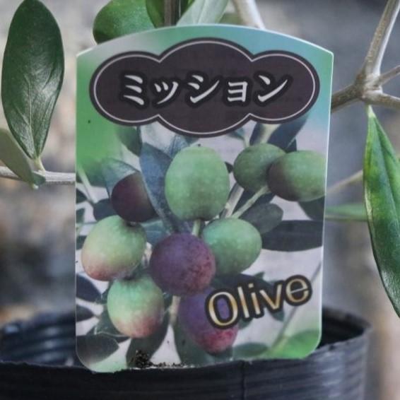 オリーブ ミッション 3 5号ロングポット苗 寄せ植え 花壇 Olive6 グリーンプラザ山長 通販 Yahoo ショッピング