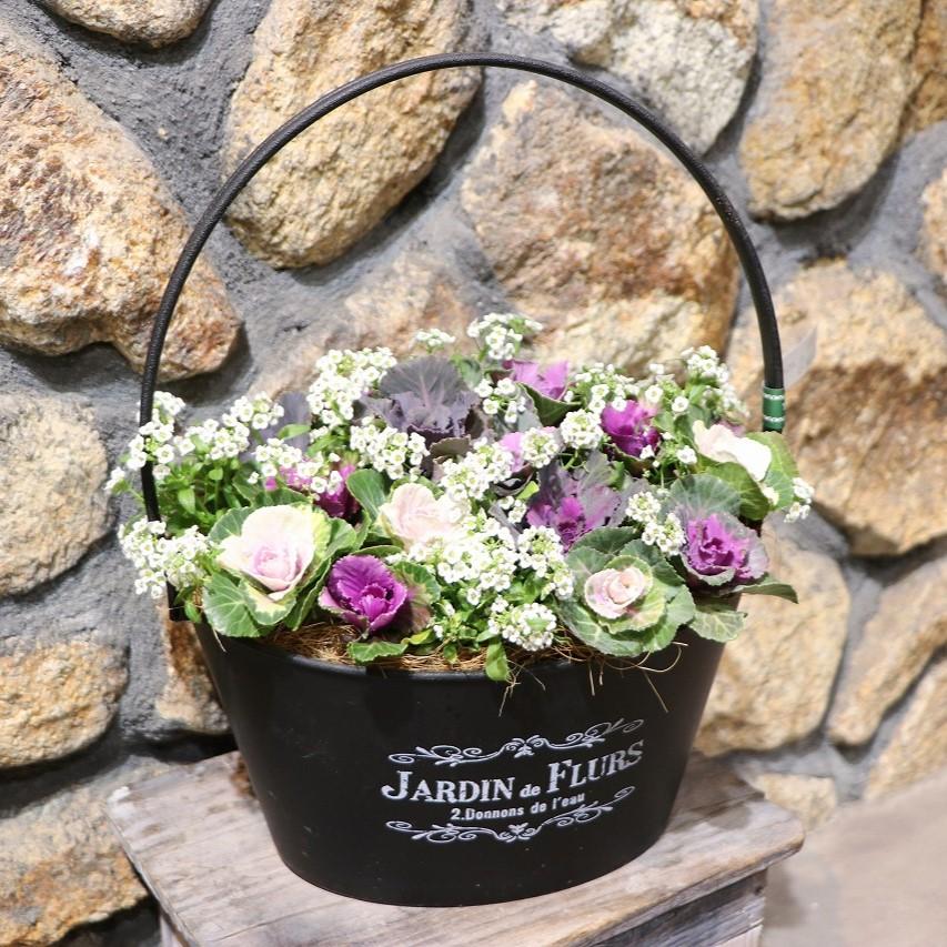 当店オリジナル】 持ち手付き♪葉牡丹ブーケの寄せ植え 【現品12