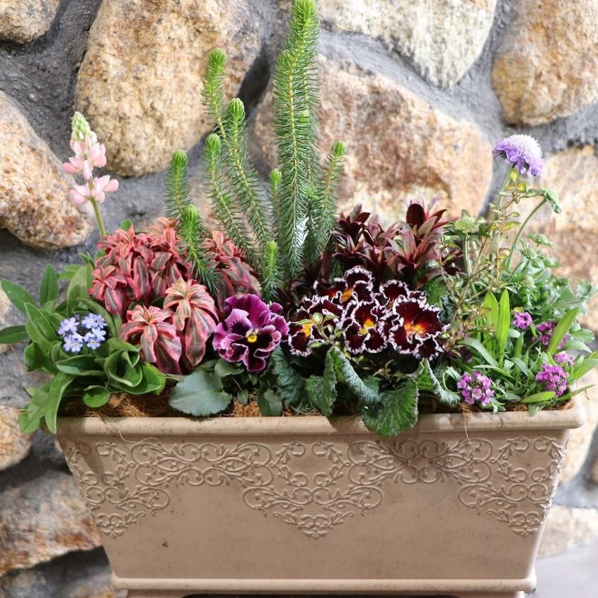 当店オリジナル】 アンティークガーデン寄せ植え 【現品28