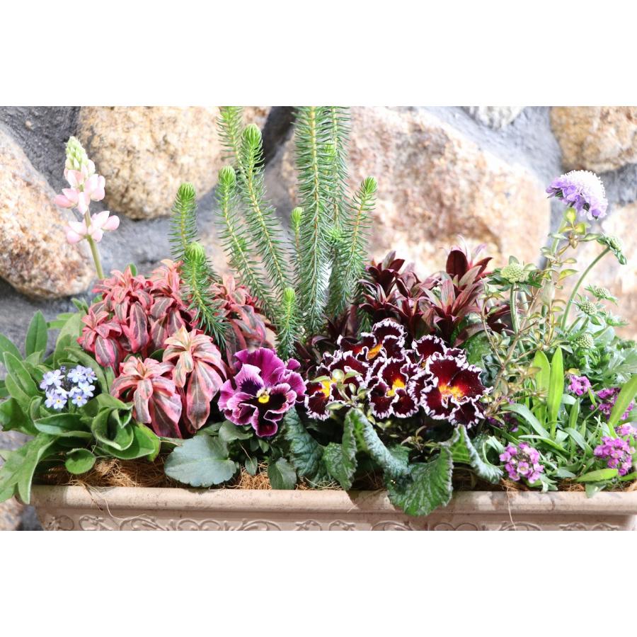 当店オリジナル】 アンティークガーデン寄せ植え 【現品28