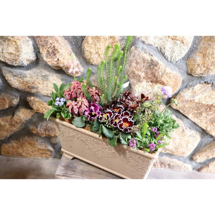 当店オリジナル】 アンティークガーデン寄せ植え 【現品28