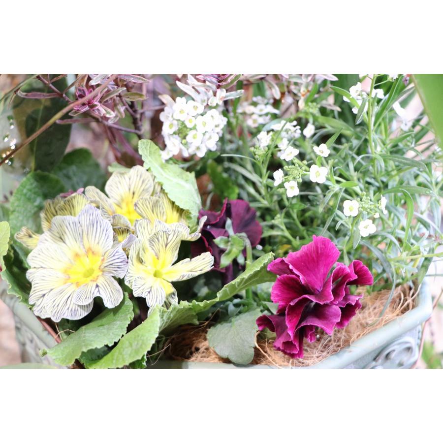 当店オリジナル】 ハーデンベルギアのナチュラルガーデン寄せ植え