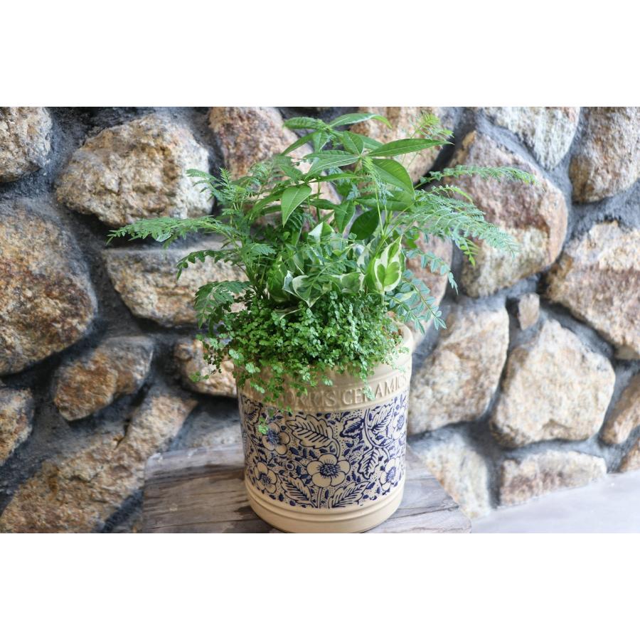 当店オリジナル】 ウィリアムモリス陶器鉢の観葉植物の寄せ植え 【現品