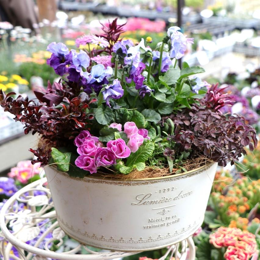 当店オリジナル】 ブリキの神戸ビオラぺっぴんさんのアンティーク