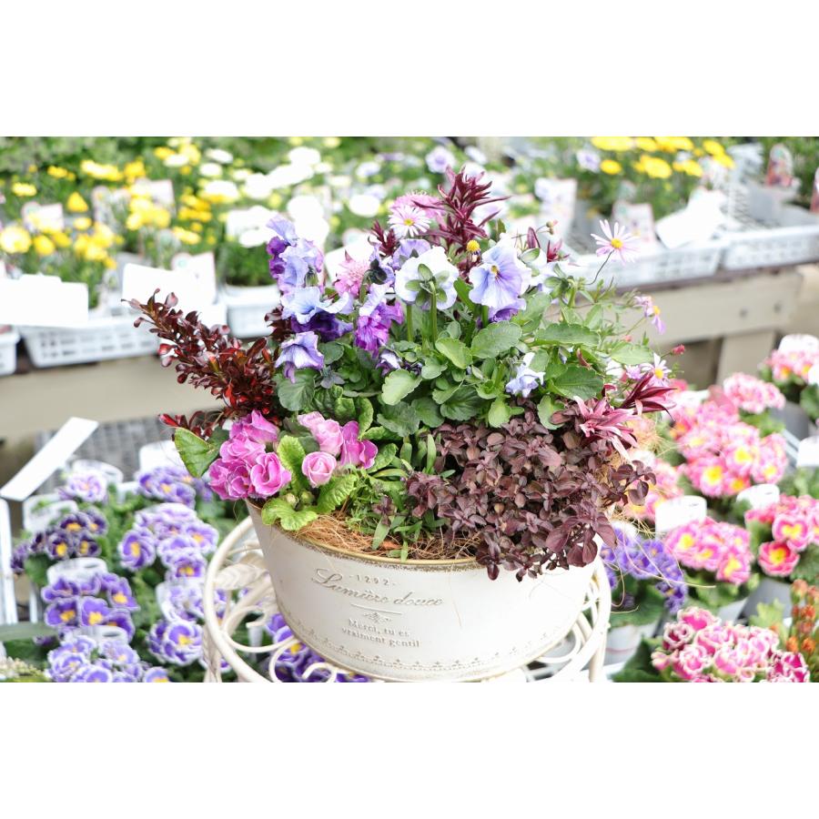 当店オリジナル】 ブリキの神戸ビオラぺっぴんさんのアンティーク