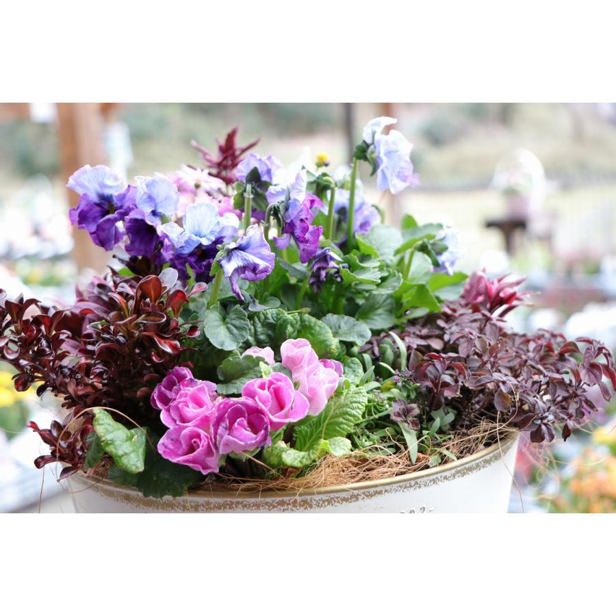 当店オリジナル】 ブリキの神戸ビオラぺっぴんさんのアンティーク