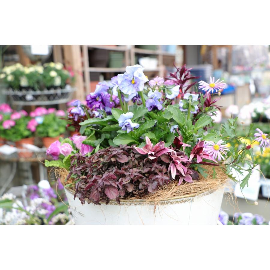 当店オリジナル】 ブリキの神戸ビオラぺっぴんさんのアンティーク