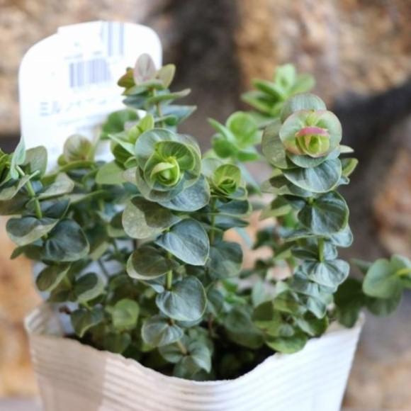 花オレガノ ミルフィーユリーフ 3 5号ポット苗 オレガノ ハーブ 寄せ植え 花壇 Origanum1 グリーンプラザ山長ヤフーショッピング店 通販 Yahoo ショッピング