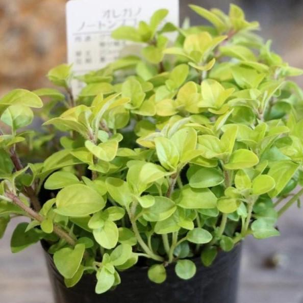 オレガノ ノートンズゴールド 2 5号ロングポット苗 ハーブ カラーリーフ 寄せ植え 花壇 Origanum2 グリーンプラザ山長 通販 Yahoo ショッピング