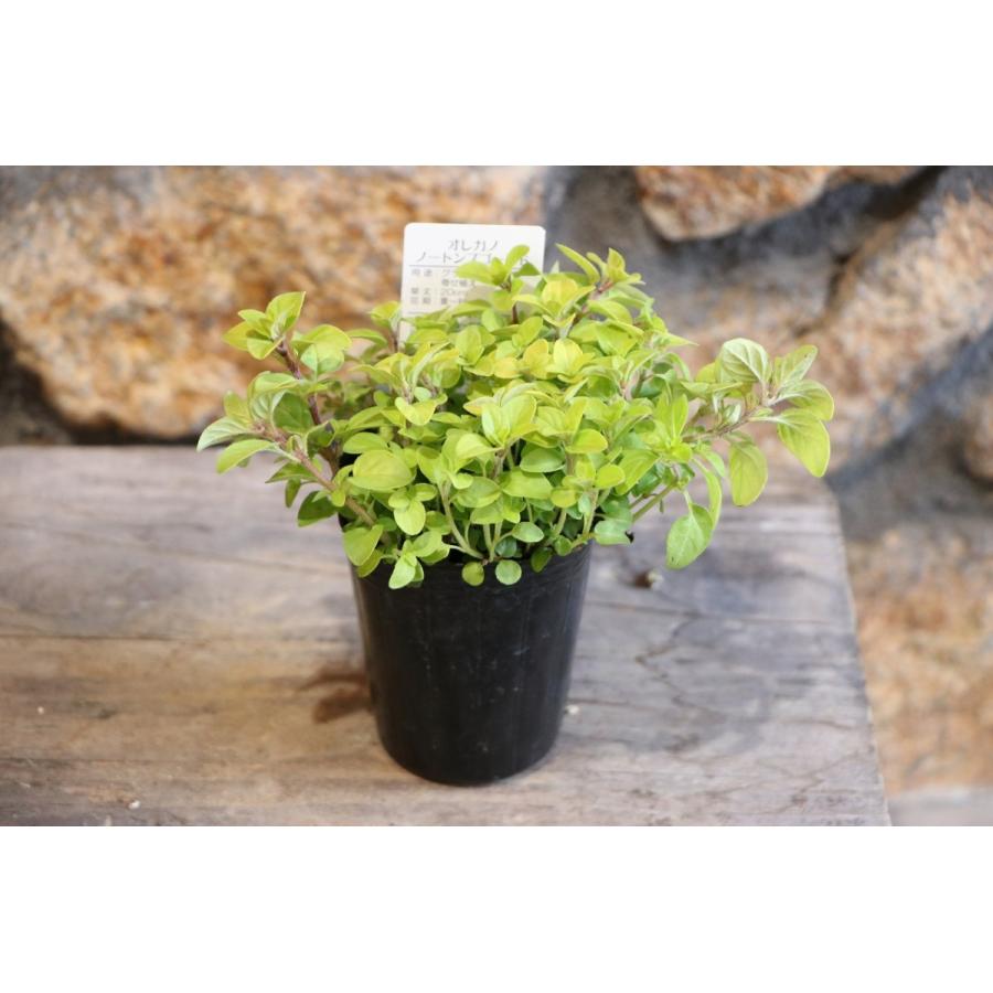 オレガノ ノートンズゴールド 2 5号ロングポット苗 ハーブ カラーリーフ 寄せ植え 花壇 Origanum2 グリーンプラザ山長 通販 Yahoo ショッピング