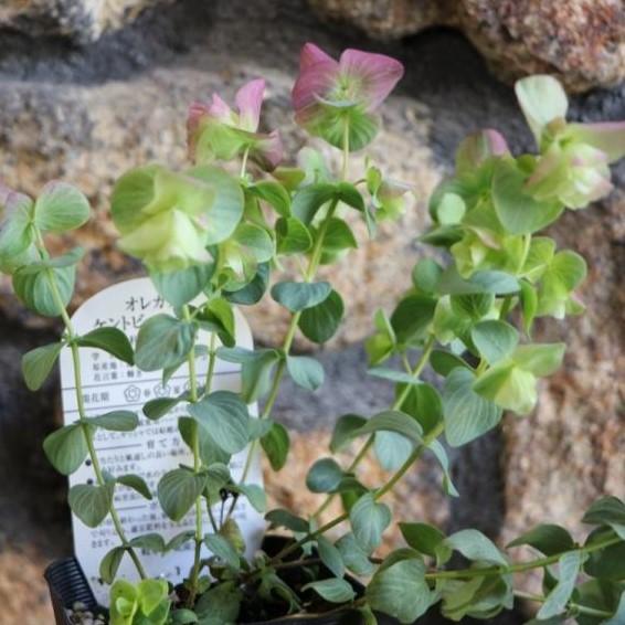 花オレガノ ケントビューティー 3号ポット苗 オレガノ ハーブ 寄せ植え 花壇 Origanum3 グリーンプラザ山長 通販 Yahoo ショッピング