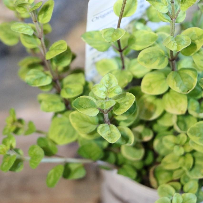 28日 23時半迄 【maruko】オレガノ５ オンガード２ 15ml 28日 23時半迄 【maruko】オレガノ5 オンガード2 15ml 28日 23時半迄