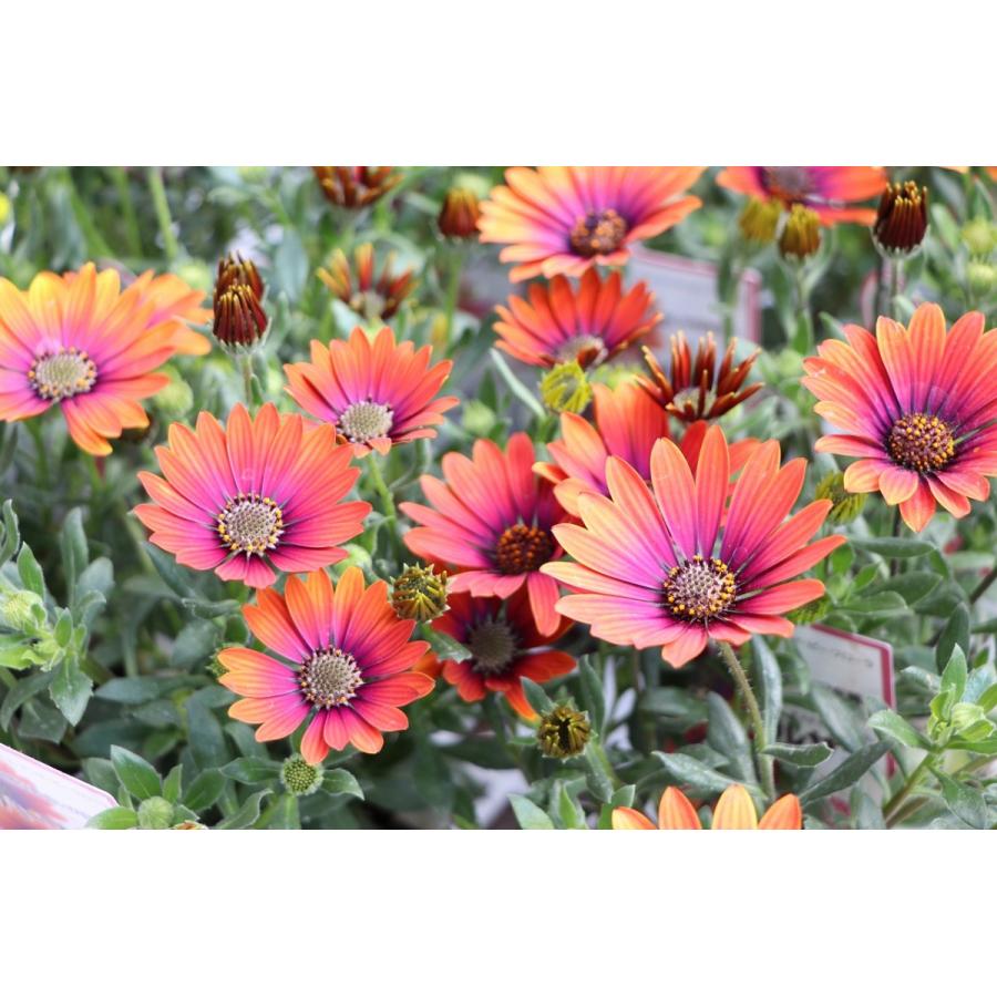 オステオスペルマム パープルサン 3.5号ポット苗 寄せ植え 花壇