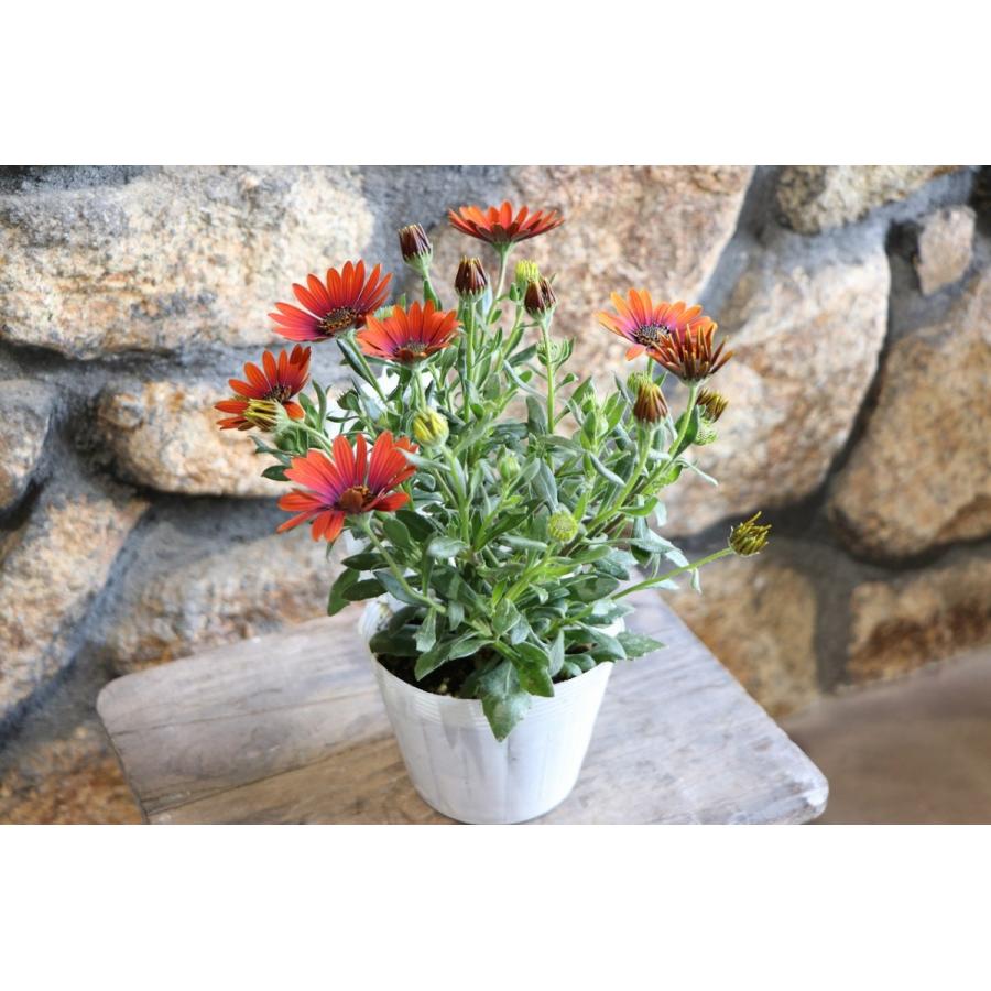 オステオスペルマム パープルサン 3.5号ポット苗 寄せ植え 花壇