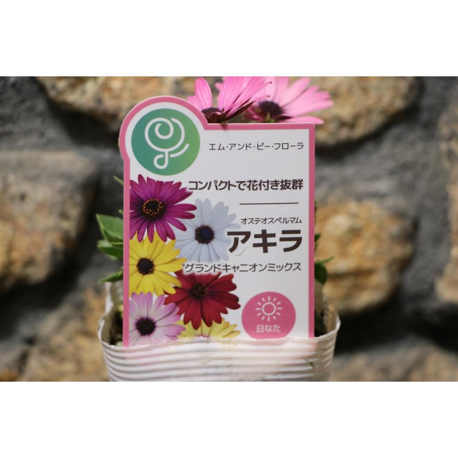 オスミウム5個セット オステオスペルマム アキラ ピンクミックス 3.5号ポット苗 寄せ植え
