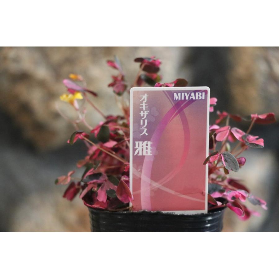 斑入り オキザリス 雅 2.5ロングポット苗 寄せ植え 花壇 カラーリーフ